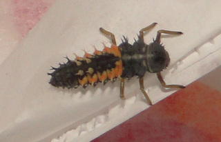 Harmonia axyridis, larva