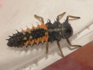 Harmonia axyridis, larva