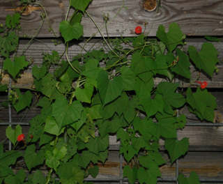Ipomoea hederifolia