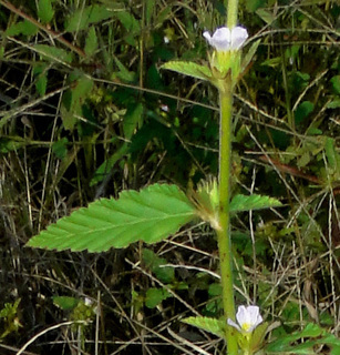 Melochia corchorifolia