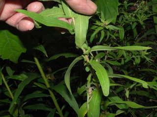 Symphyotrichum novae-angliae