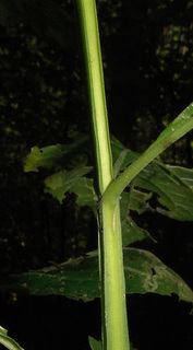 Verbesina occidentalis