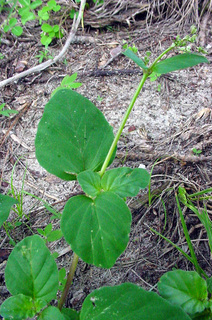 Boerhavia diffusa