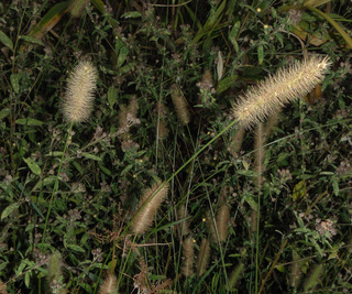Setaria parviflora, Marsh Bristlegrass