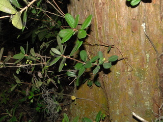 Pieris phillyreifolia