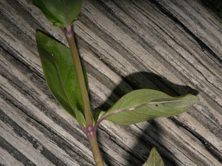 Mitreola petiolata
