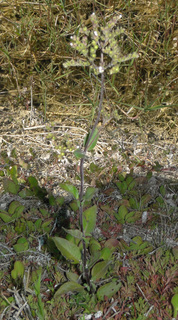 Mitreola petiolata