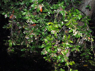 Pieris phillyreifolia