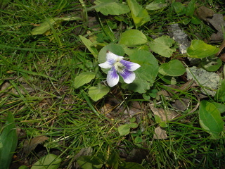 Viola sororia, white-and-purple form