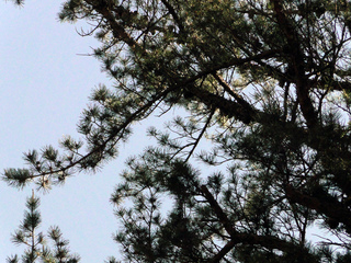 Pinus pungens