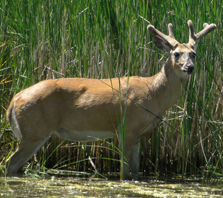 Odocoileus virginianus, White-tailed Deer