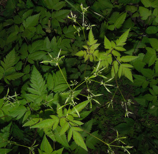 Osmorhiza longistylis