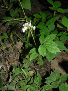 Hydrophyllum virginianum