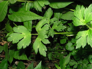Ranunculus septentrionalis