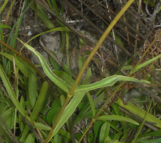 Helianthus longifolius