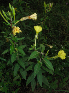 Oenothera biennis