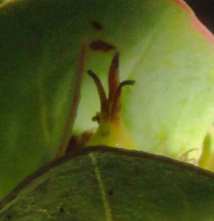 Hypericum crux-andreae