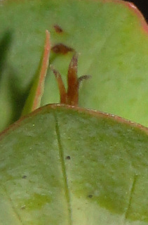 Hypericum crux-andreae