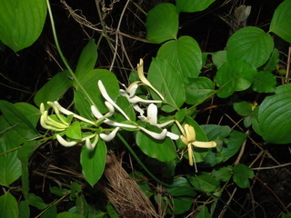 Lonicera japonica, Japanese Honeysuckle