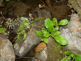 Saxifraga micranthidifolia