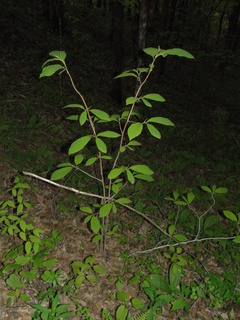 Magnolia acuminata
