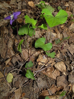 Viola sororia, common blue violet