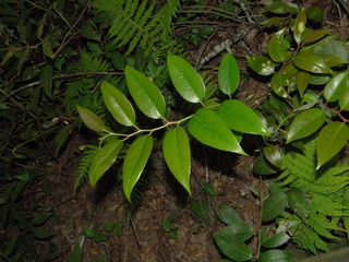 Leucothoe fontanesiana, mountain doghobble