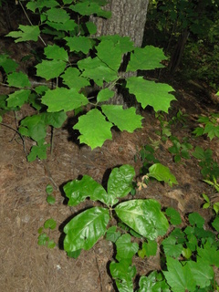 Quercus rubra, upper, Quercus falcata, lower