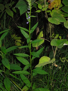 Lobelia amoena