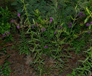 Vernonia angustifolia