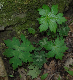 Hydrophyllum macrophyllum