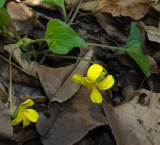 Viola eriocarpa, Smooth Yellow Violet, Yellow Woodland Violet