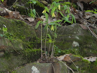 Uvularia perfoliata