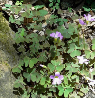 Oxalis violacea, Violet Wood-sorrel