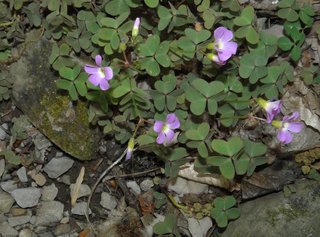 Oxalis violacea, Violet Wood-sorrel