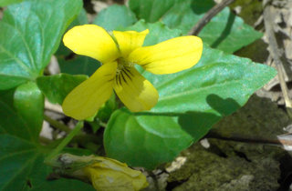 Viola eriocarpa
