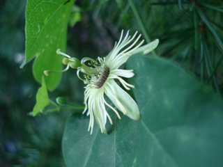 Passiflora lutea