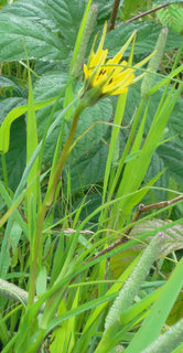 Tragopogon dubius
