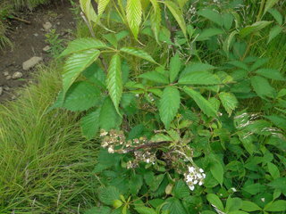 Rubus canadensis, Smooth Blackberry