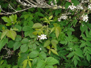 Rubus canadensis, Smooth Blackberry