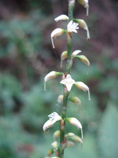 Polygonum virginianum, jumpseed