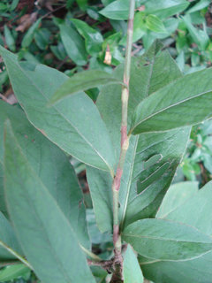 Polygonum virginianum, jumpseed