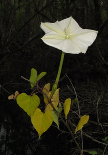 Ipomoea alba, moonflower
