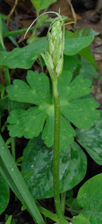 Camassia scilloides, Wild hyacinth