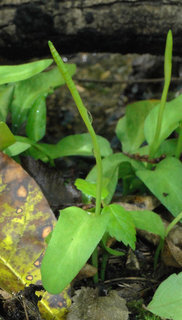 Ophioglossum petiolatum