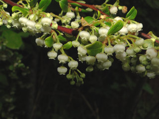 Lyonia ligustrina, He-huckleberry