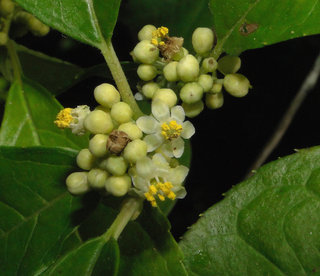 Ilex verticillata, winterberry holly
