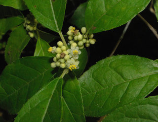 Ilex verticillata, winterberry holly