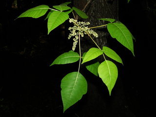Toxicodendron radicans, Poison Ivy