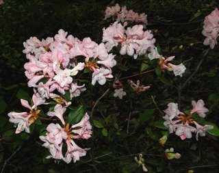 Rhododendron minus